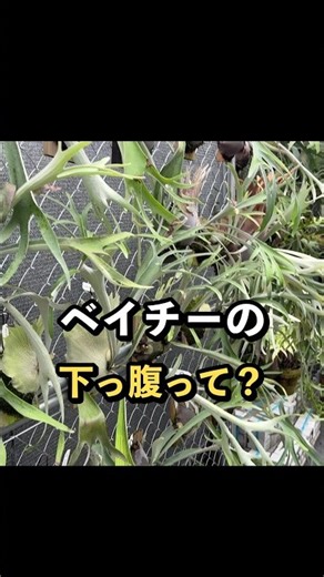 ベイチーの“下っ腹”見てますか？貯水葉で分かる伸びる株 #ビカクシダ #座間洋らんセンター #shorts #観葉植物