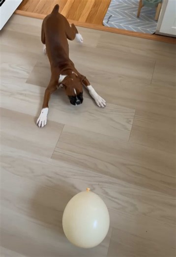 No balloons in this house 🤦🏽‍♀️ #dogsoftiktok #funnydog #puppy #boxerdog #funnypets