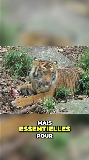 Tigres: Communication et Accouplement, Secrets Révélés!