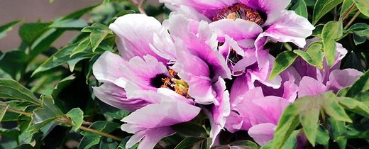 Pivoine arbustive : variétés, plantation et entretien