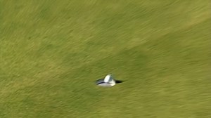 After the chaos on No. 17 green in Brookline, Colin Montgomerie and Payne Stewart shared a moment of sportsmanship to finish the 1999 Ryder Cup. 🤝 Tales From the Ryder Cup Episode 3 is available on GC YouTube and Peacock. Golf Channel | ROLEX | Golf Channel