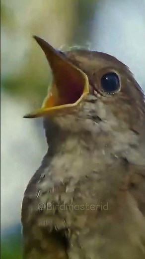 Nightingale Singing Beautifully