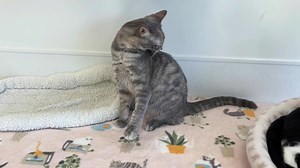 37 reactions | Meet Siren This gorgeous 9-month-old dilute tortie is...