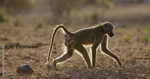 Slow motion side view of female baboon on heat with inflated genital and anal regions
