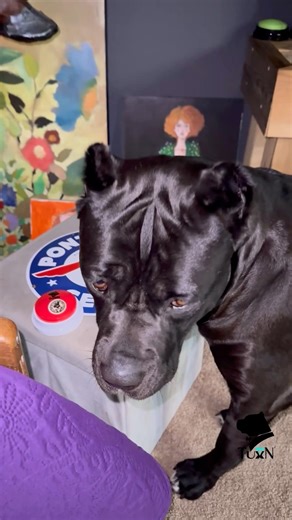 "Help!" TuxnDog Calls Out — in English. 🤯 2 Help her WHAT?