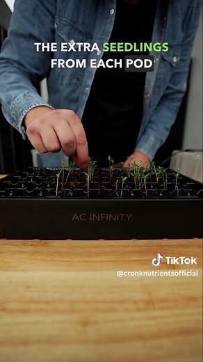 From Seed to Strong 🌱 Our beefsteak tomato seedlings are off to an amazing start! 🍅 In this reel, we’re sharing the next steps in their journey: 1️⃣ Day 4: The first sprouts emerge—tiny but mighty! 2️⃣ Day 7: A dome full of life! Time to remove the extra seedlings so each pod has just one strong plant. 3️⃣ Careful Work: Watch as we gently remove the extras, giving the remaining seedlings the space they need to thrive. 4️⃣ Back to the Dome: With the extras removed, the lid goes back on, and the