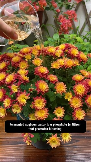 3.3K views · 21 reactions | 4 types of flower nourishing water to remember | Dodo Garden | Facebook