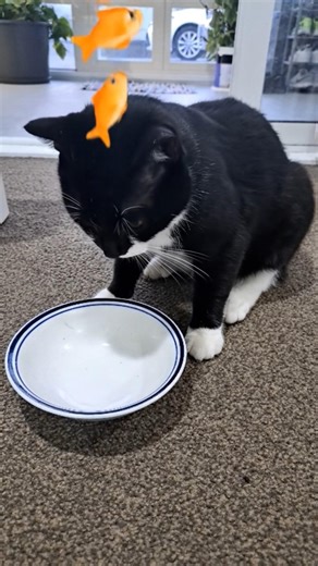 Cat's reaction on fish feed....🐈‍⬛️🤔🐟