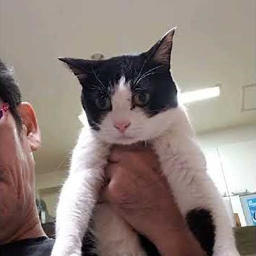 『桑港のチャイナ街』(サンフランシスコのチャイナタウン)・・唄猫亭とりこ