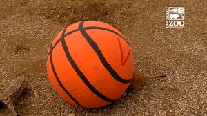 39K views · 878 reactions | Bert was the sole Virginia fan in the meerkat mob. | Cincinnati Zoo & Botanical Garden | Facebook