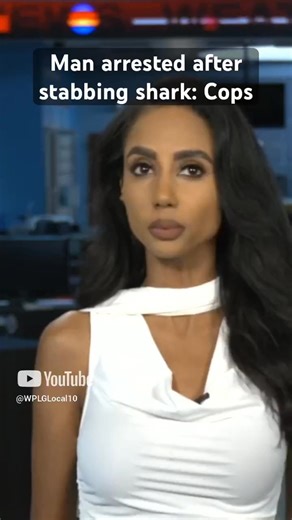 An investigation into a Snapchat video of someone repeatedly stabbing a bull shark led state wildlife officers to arrest a Florida Keys man working as a charter captain Thursday. Read more here: https://www.local10.com/news/local/2025/06/05/keys-charter-captain-admits-thats-me-on-video-stabbing-shark-out-of-revenge-cops-say/ | WPLG Local 10