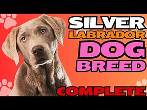Silver Labrador Dog Breed Complete Guide 🐶✨