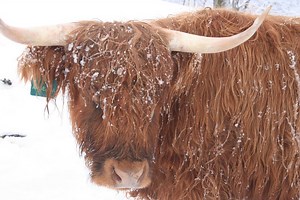 Dancing On Ice At The Farm