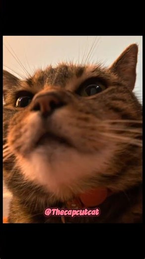 No signal #cat #cute #phonk #music