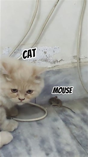 The mouse trap set by the cat. #cat #mouse #kitten