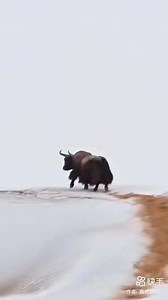 མཐོ་སྒང་བོད་ཀྱི་སྲོག་ཆགས། Animals of the Tibetan Plateau | བོད་ཀྱི་ཕོ་ཉ། Tibetan messenger