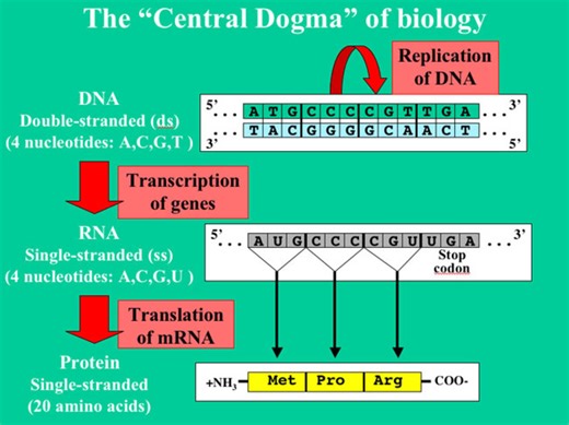 Genetics: What is the Central Dogma? (Replication, Transcription, and Translation)