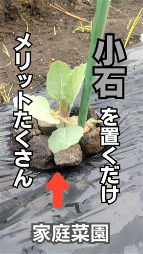 【家庭菜園】おすすめ！！小石マルチング #家庭菜園 #ガーデニング初心者 #農業 #shorts #現代農業 #観葉植物