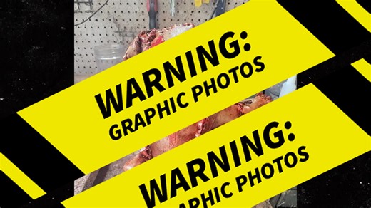 'Human Skin' Teddy Bear Found Outside Store Provokes Panic, Revealed as Prank