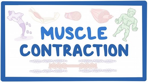 Muscle contraction: Video, Causes, & Meaning | Osmosis