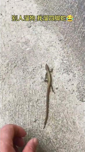It turns out that four-legged snakes really don’t bite.