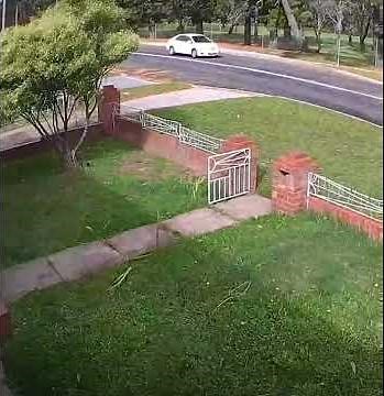 Tree Falls to Ground Second After Car Drives Past