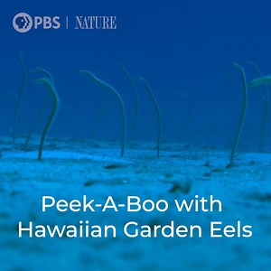 These native Hawaiian eels are desperately shy. 🥺 "Sharks of Hawaii" premieres Wednesday, April 21st at 8/7c on PBS. #NaturePBS #Sharks #Hawaii #MarineAnimals #Wildlife #Nature | Nature | PBS