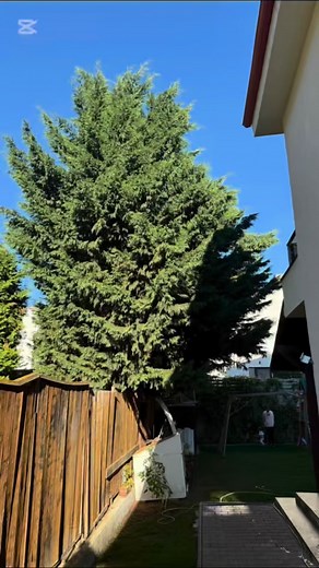 151 reactions | Arborist Cluj – Tăiere controlată și reducere de...