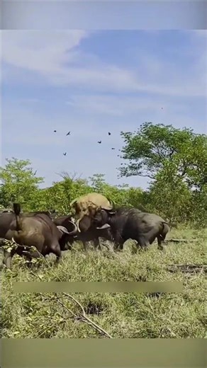 भैंस ने शेर को उछाल दिया 😱 | Buffalo vs Lion Real Fight🐃#wildlife #shorts #shortvideo