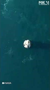 Dolphins swim near SpaceX's Dragon capsule with Crew-9 inside, moments after splashdown