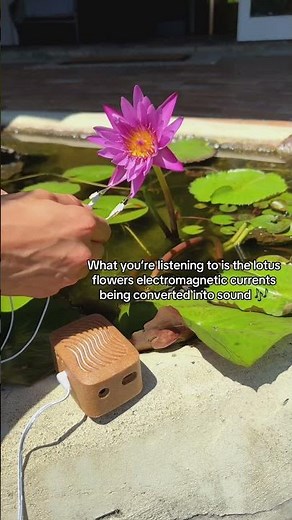 Watch the lotus flower bloom Timelapse