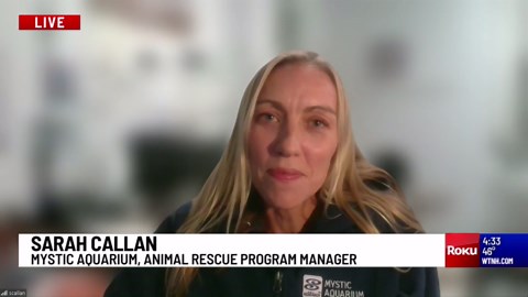 INTERVIEW: Mystic Aquarium projects focused on protecting sea turtles, coral