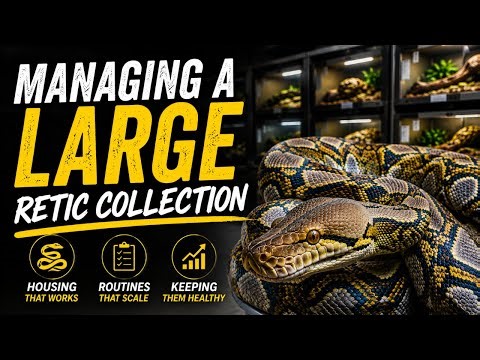 Managing a large Retic collection feat Jake or JKreptiles! Episode 27