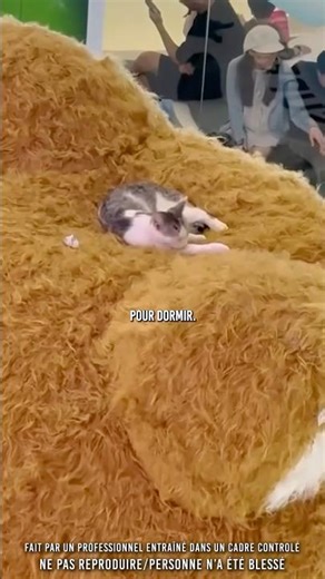 😳 Il voulait juste dormir en haut…