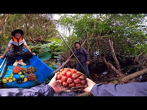 Cùng Em Hoàng Lên Rừng Thu Hoạch Dứa Rừng Về Làm Thuốc Cho Mẹ | Cuộc Sống Nông Thôn