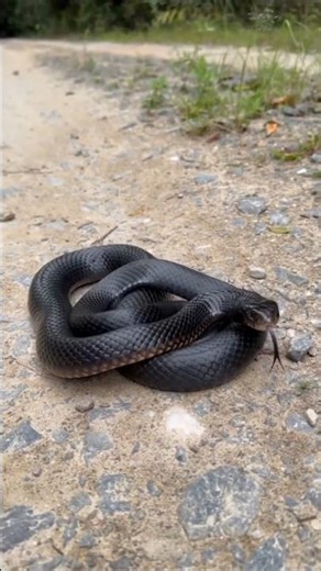 The Deadly Beauty of Australia’s Red Bellied Black Snake 😱🐍🇦🇺.
