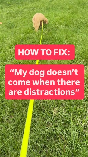 Chilled & Fulfilled on Instagram: "Training needs prepare dogs for the real wold so it’s necessary that we make recall non-optional 🐾 In this reel, watch as I guide a 16-week-old puppy through the first stage of learning the “come” command🐶✨I use a Flexi lead but you can use a long line as I’ve shown in past videos. I focus on ensuring that recall is never optional. The puppy learns that coming when called is always the expected response. If they succeed, they get rewarded; if not, pressure gu