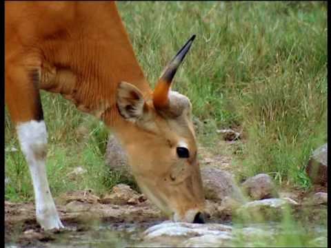 Documentaire Animalier Chroniques de l'Asie Sauvage DVD 2/3