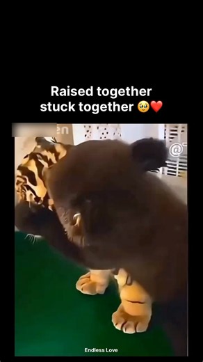 Raised together stuck together ❤️🥹