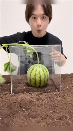 Why Japan Made Watermelons