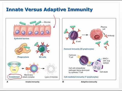 Ch 6 Lecture Video Innate Immunity Inflammation Fever