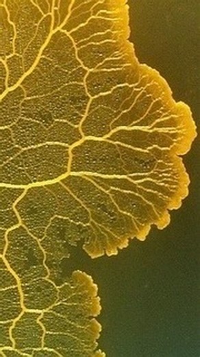 david. on Instagram: "slime mold recreates tokyo subway system with ease (2010) a team of researchers, led by toshiyuki nakagaki from hokkaido university in japan, conducted an intriguing experiment. they placed physarum polycephalum, a type of slime mold, in a petri dish filled with oat flakes arranged to mimic the locations of popular sites in tokyo. over the course of a few hours, the slime mold exhibited exponential growth, spreading its branches throughout the entire edible map. as time pas