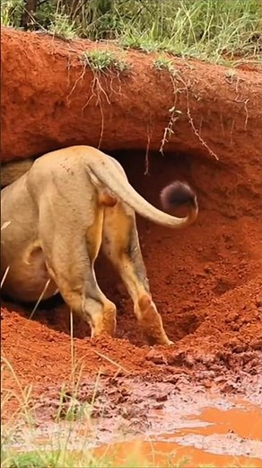 Warthog Attacks Lion Stuck in Burrow — Wild African Fight 🤺 #wildlife #lion #warthogdefense