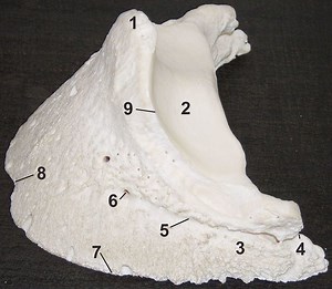 Coffin bone - Alchetron, The Free Social Encyclopedia