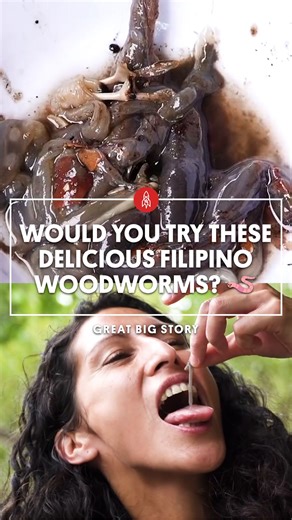 Great Big Story on Instagram: "These woodworms are a tasty delicacy in the Philippines 🇵🇭 Deep in the Bakawan Forest, under the rotting trunk of a dead mangrove tree, lies a delectable delicacy. Tamilok, better known as “woodworms” for their slippery, slimy appearance, are a sweet, oyster-like mollusk that makes its home in the trunks and branches of dead trees. Would you taste these woodworms? 👀🪱 #filipino #filipinofood #worms #filipinocuisine Full video via the 
