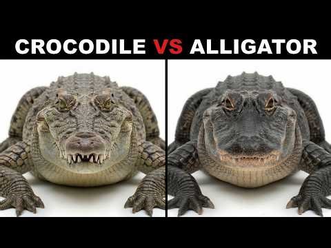What is the Difference Between Crocodiles and Alligators?