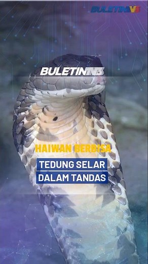 HAIWAN BERBISA | Warga Emas Nyaris Dipatuk Ular Tedung Selar Di Tandas Rumah.