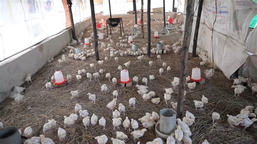 🥚🐥🐔 A day in the life of a chicken. | Project Animal Freedom