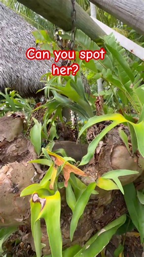 Can You Spot the Peahen? 🦚 Perfect Camouflage
