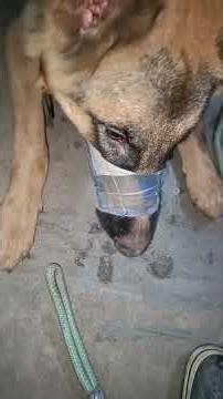 Subramani - The German Shepherd walking and patience control